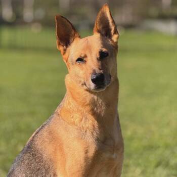 German Shepherd Dog Dogs Available for Adoption in Oak Point, Texas - Zena | PetCurious