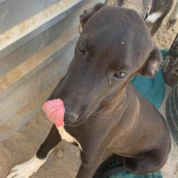 Rescue Mixed Breed Dogs for Adoption in Bend, Oregon - Gaston | PetCurious