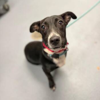 Miley -  Mixed Breed Dog for Adoption in Sarasota, Florida - Miley | PetCurious