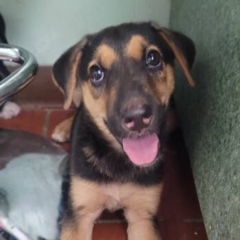 Tilly -  German Shepherd Dog Dog for Adoption in West Point, Mississippi - Tilly | PetCurious