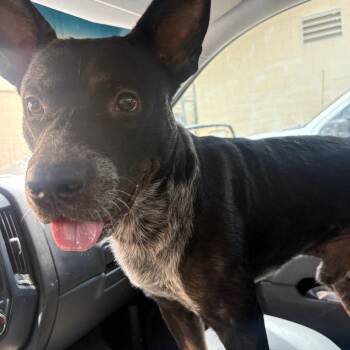 Harrison Ford -  Australian Cattle Dog Blue Heeler and Pit Bull Terrier Dog for Adoption in Lufkin, Texas - Harrison Ford | PetCurious