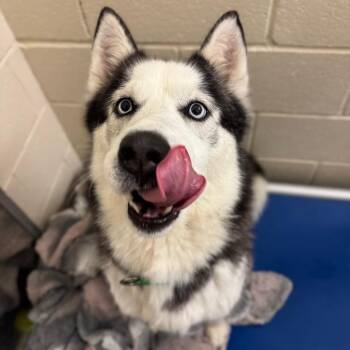Odin -  Mixed Breed Dog Available for Adoption in Hendersonville, North Carolina - Odin | PetCurious