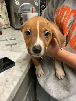 Noah -  Boxer and Pit Bull Terrier Dog for Adoption in Dyersburg, Tennessee - Noah | PetCurious