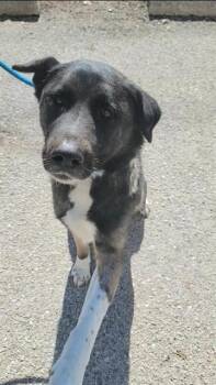 Akita and Mixed Breed Dogs Available for Adoption - COFFEE | PetCurious