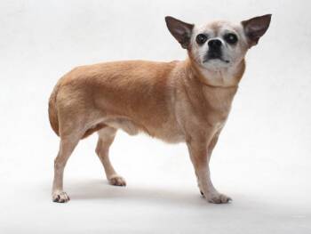 ZEUS -  Chihuahua Dog for Adoption in Burbank, California - ZEUS | PetCurious