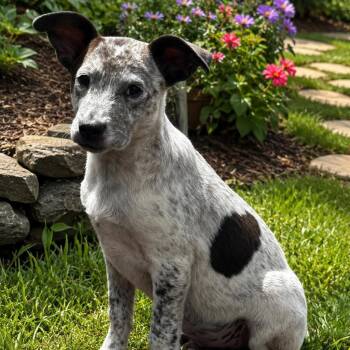 Australian Cattle Dog Blue Heeler Dogs Available for Adoption in Atlanta, Texas - Bernie | PetCurious
