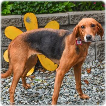Hound Dogs Available for Adoption in Wake Forest, North Carolina - Dion | PetCurious