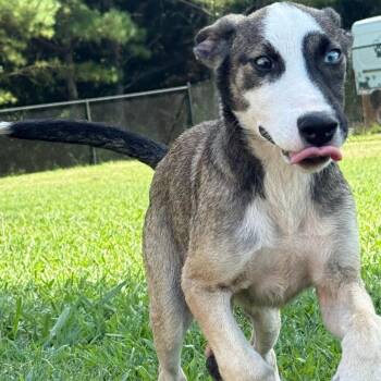 Blaze -  Husky and Shepherd Dog for Adoption in Lagrange, Georgia - Blaze | PetCurious