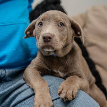 American Bulldog Dogs Available for Adoption - Graham | PetCurious