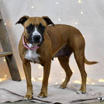 Ursula -  Boxer Dog for Adoption in Defuniak Springs, Florida - Ursula | PetCurious