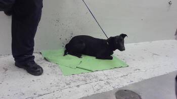 DARLA -  Labrador Retriever and Mixed Breed Dog for Adoption in Houston, Texas - DARLA | PetCurious