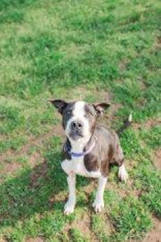 Krait -  Mixed Breed Dog for Adoption in Lewiston, Idaho - Krait | PetCurious