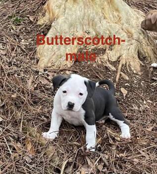 Bulldog and Pit Bull Terrier Dogs Available for Adoption - Butterscotch | PetCurious