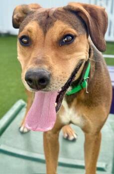 Rescue Rhodesian Ridgeback Dogs for Adoption in Brookfield, Wisconsin - Barry Manilow | PetCurious