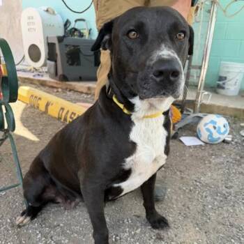 LA -  Black Labrador Retriever and Pit Bull Terrier Dog for Adoption in Austin, Texas - LA | PetCurious