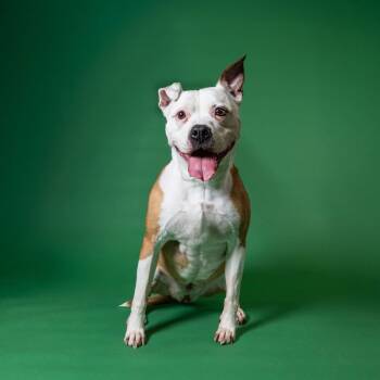 Rescue American Staffordshire Terrier Dogs for Adoption in Northville, Michigan - Mazey | PetCurious