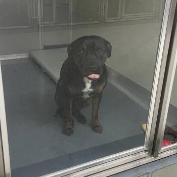 Pit Bull Terrier and Mixed Breed Dogs Available for Adoption - Manny | PetCurious