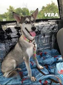 Rescue Husky Dogs for Adoption in Sumter, South Carolina - Vera | PetCurious