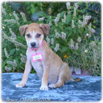 Wren -  Labrador Retriever Dog for Adoption in Wake Forest, North Carolina - Wren | PetCurious