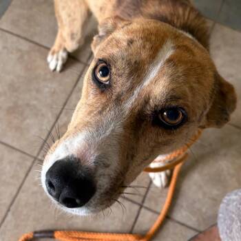 Mixed Breed Dogs Available for Adoption in Chattanooga, Tennessee - Barnacle Boy | PetCurious