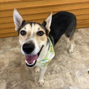 Morris -  Husky Dog for Adoption in Pilot Point, Texas - Morris | PetCurious