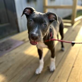 Rescue Mixed Breed Dogs for Adoption in Hinesville, Georgia - Zephyr | PetCurious