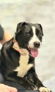 Labrador Retriever and Mixed Breed Dogs Available for Adoption in Muskegon, Michigan - Paisley | PetCurious