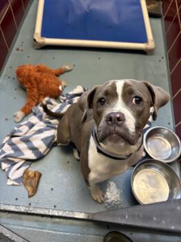 DESI -  Staffordshire Bull Terrier and Mixed Breed Dog for Adoption in Houston, Texas - DESI | PetCurious