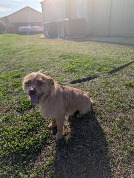 Terrier Dogs Available for Adoption - Phoenix | PetCurious