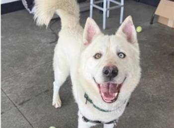 SMITH -  Siberian Husky Dog for Adoption in Palo Alto, California - SMITH | PetCurious