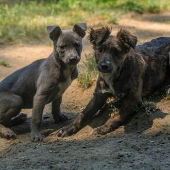 Nyla -  Pit Bull Terrier and Mixed Breed Dog for Adoption in Pawling, New York - Nyla | PetCurious