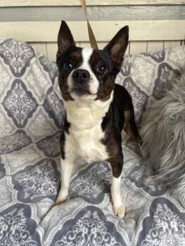 Chihuahua and Boston Terrier Dogs Available for Adoption in Fort Worth, Texas - Socks | PetCurious