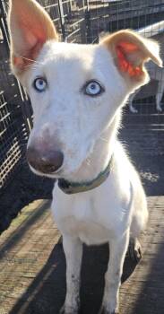 Rescue Husky Dogs for Adoption in Jefferson, New Hampshire - Honey | PetCurious