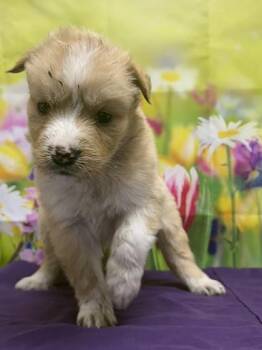 Shepherd and Mixed Breed Dogs Available for Adoption in San Antonio, Texas - Louis | PetCurious