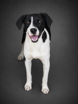 Johnny -  Hound and Mixed Breed Dog for Adoption in Bowling Green, Kentucky - Johnny | PetCurious