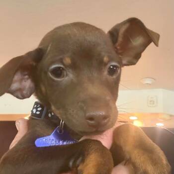 Violet -  Mixed Breed Dog for Adoption in San Francisco, California - Violet | PetCurious