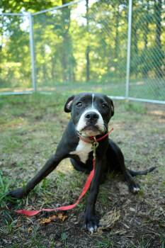 Pepper -  Terrier Dog for Adoption in Floyd, Virginia - Pepper | PetCurious