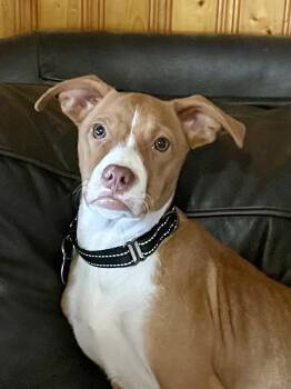 Rescue Mixed Breed Dogs for Adoption in Pottsboro, Texas - Taco | PetCurious