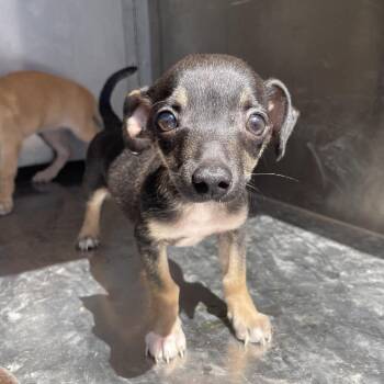 Terrier and Mixed Breed Dogs Available for Adoption in Edinburg, Texas - Tokyo | PetCurious