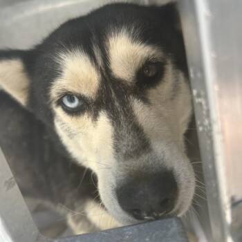 Siberian Husky Dogs Available for Adoption in Greensboro, North Carolina - Pixie | PetCurious