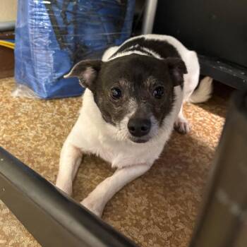 Elsie -  Terrier Dog for Adoption in Chehalis, Washington - Elsie | PetCurious