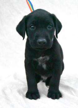 Rescue Labrador Retriever and Mixed Breed Dogs for Adoption in Morton Grove, Illinois - Lexi | PetCurious