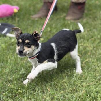 Yorkshire Terrier and Chihuahua Dogs Available for Adoption in Locust Fork, Alabama - Nancy | PetCurious