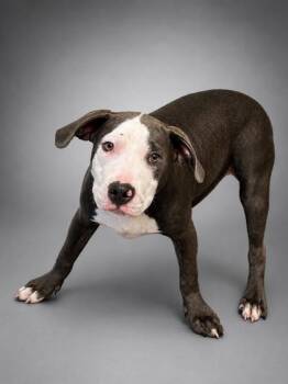 Dean -  Pit Bull Terrier and Mixed Breed Dog for Adoption in Bowling Green, Kentucky - Dean | PetCurious
