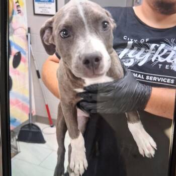 Engine - Local October 9-11 -  Labrador Retriever Dog for Adoption in Brookshire, Texas - Engine - Local October 9-11 | PetCurious