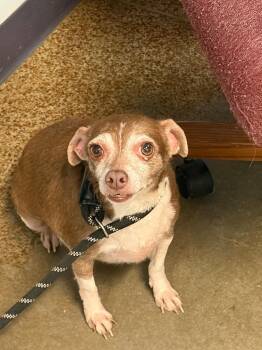 Susie -  Chihuahua and Mixed Breed Dog for Adoption in Brownwood, Texas - Susie | PetCurious