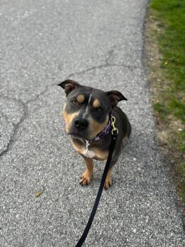 Peaches -  American Bulldog Dog for Adoption in Hawkestone, Ontario - Peaches | PetCurious