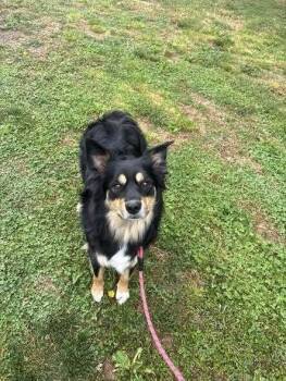 Border Collie Dogs Available for Adoption in Milton, Delaware - Mavery | PetCurious