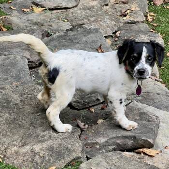 Dottie -  Spaniel Dog for Adoption in Greensboro, North Carolina - Dottie | PetCurious
