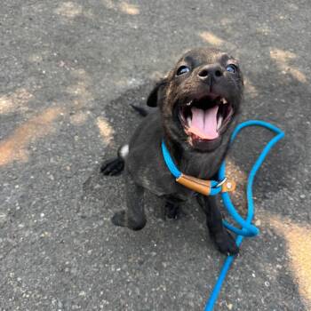 Evie -  Pit Bull Terrier and Mixed Breed Dog for Adoption in Newberg, Oregon - Evie | PetCurious
